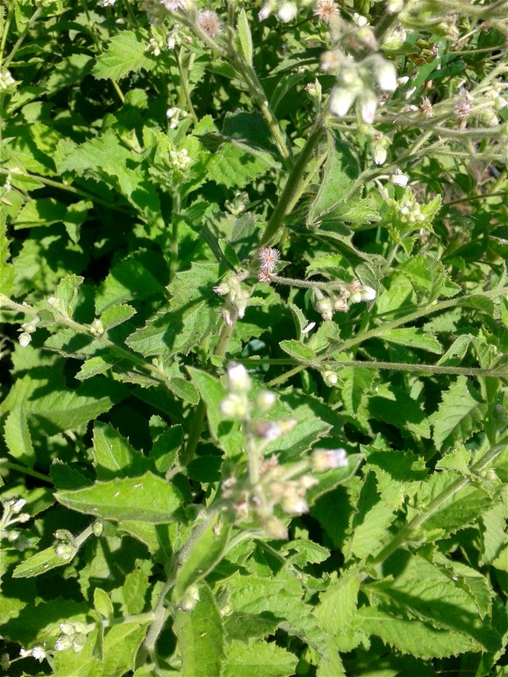 Botanical name - Stevia rebaudiana
Common name - Sweet leaves
Tamil name – SARKKARAITH THULSI (சர்க்கரைத் துளசி) ‘sugar tulsi’
In traditional medicine this  serves to  treatment for burns  and stomach