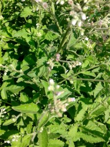 Botanical name - Stevia rebaudiana Common name - Sweet leaves Tamil name – SARKKARAITH THULSI (சர்க்கரைத் துளசி) ‘sugar tulsi’ In traditional medicine this serves to treatment for burns and stomach photo