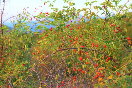 Flower autumn leaves photo