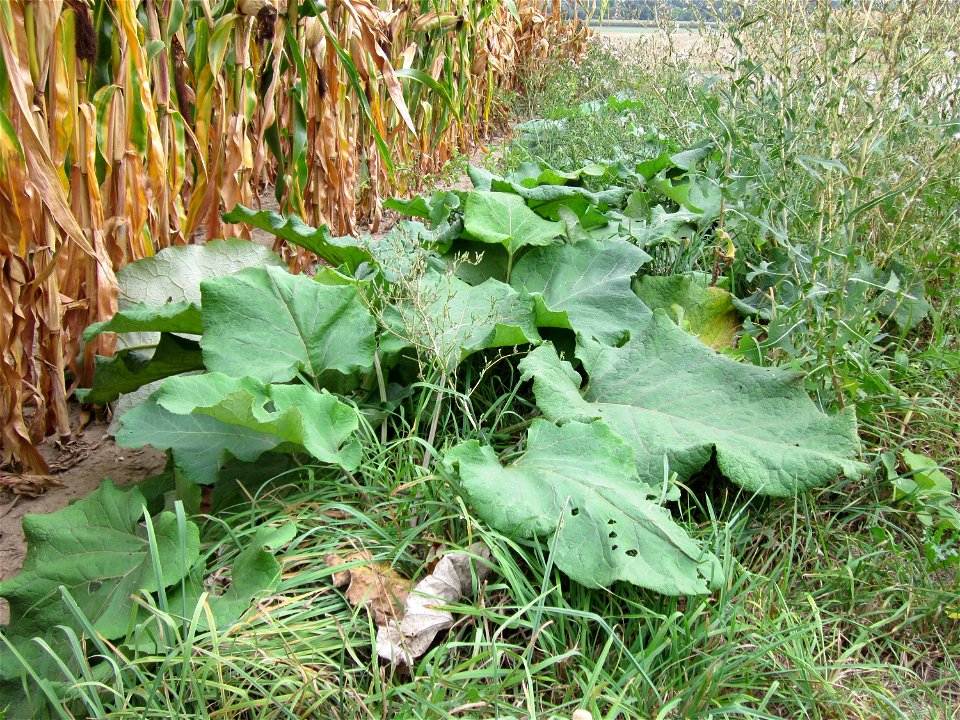 Große Klette (Arctium lappa) bei Altlußheim