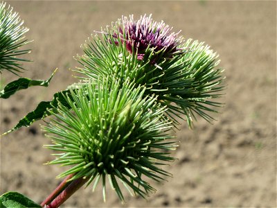 Große Klette (Arctium lappa') bei Reilingen photo