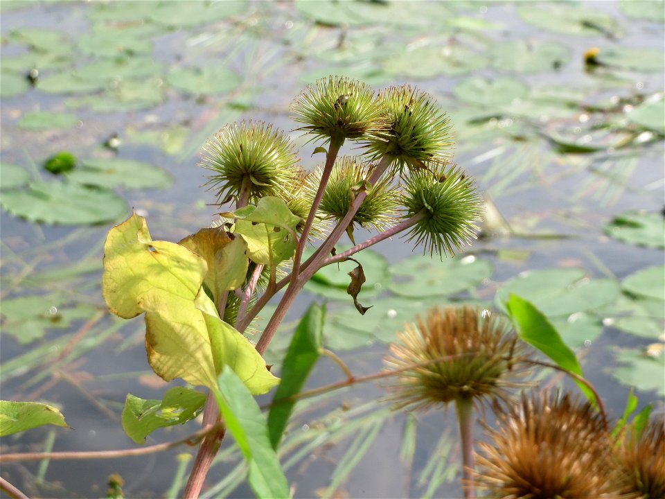 Große Klette (Arctium lappa) an der Saar in Saarbrücken