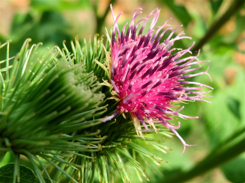 Große Klette (Arctium lappa) an der Saar in Saarbrücken