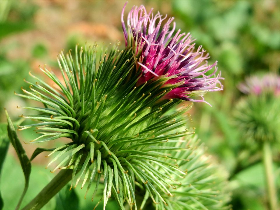 Große Klette (Arctium lappa) an der Saar in Saarbrücken