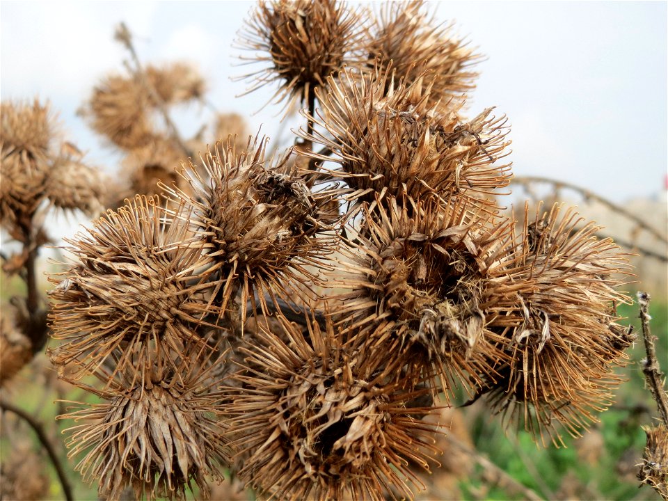 Große Klette (Arctium lappa) in Hockenheim-Talhaus