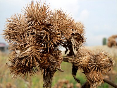 Große Klette (Arctium lappa) in Hockenheim-Talhaus