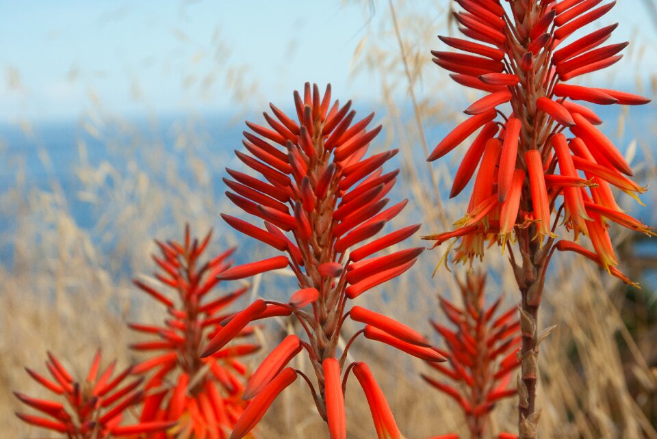 Plants orange-red tropical