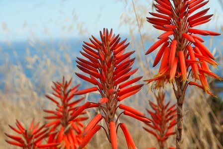 Plants orange-red tropical photo