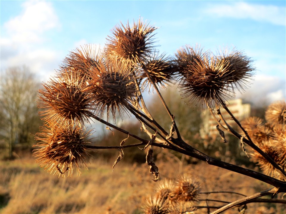 Große Klette (Arctium lappa) im Naturschutzgebiet "St. Arnualer Wiesen"