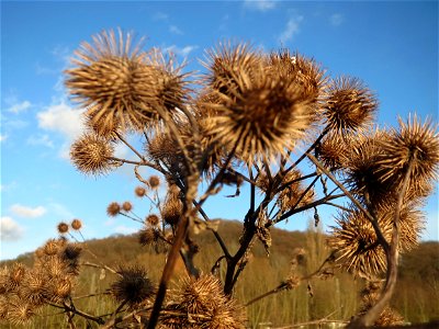 Große Klette (Arctium lappa) im Naturschutzgebiet "St. Arnualer Wiesen"