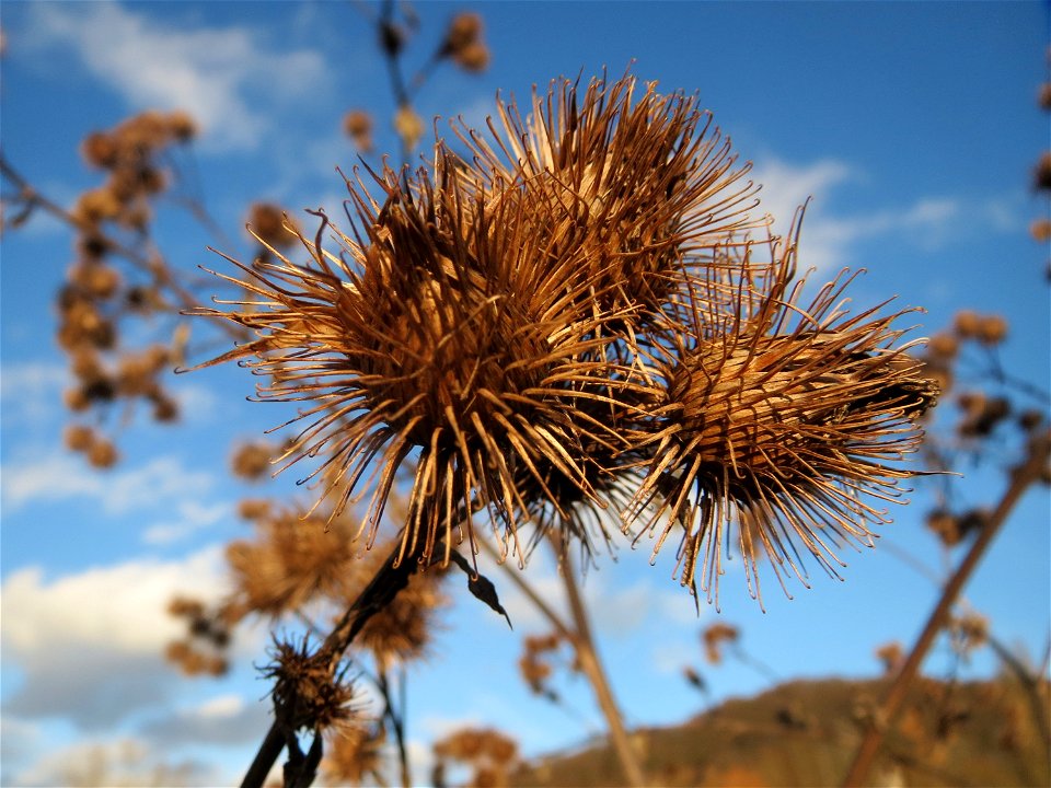 Große Klette (Arctium lappa) im Naturschutzgebiet "St. Arnualer Wiesen"