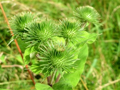 Große Klette (Arctium lappa) im Landschaftsschutzgebiet Hockenheimer Rheinbogen