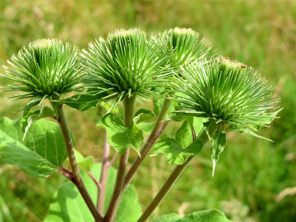 Große Klette (Arctium lappa) im Landschaftsschutzgebiet Hockenheimer Rheinbogen