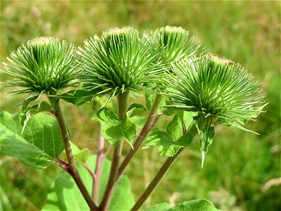 Große Klette (Arctium lappa) im Landschaftsschutzgebiet Hockenheimer Rheinbogen