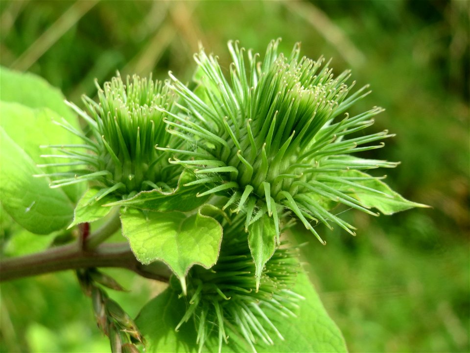 Große Klette (Arctium lappa) im Landschaftsschutzgebiet Hockenheimer Rheinbogen