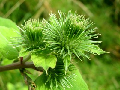 Große Klette (Arctium lappa) im Landschaftsschutzgebiet Hockenheimer Rheinbogen