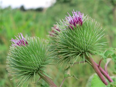 Große Klette (Arctium lappa') an der Elisabethenstraße bei Wiesbaden photo