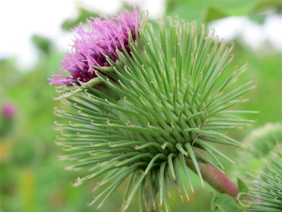Große Klette (Arctium lappa') an der Elisabethenstraße bei Wiesbaden