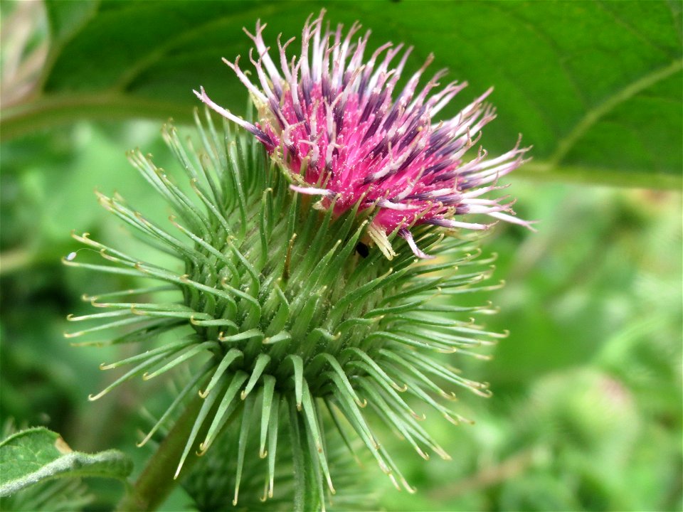 Große Klette (Arctium lappa) in Hockenheim