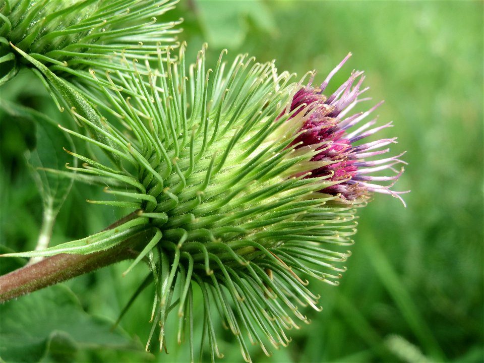 Große Klette (Arctium lappa) in Hockenheim
