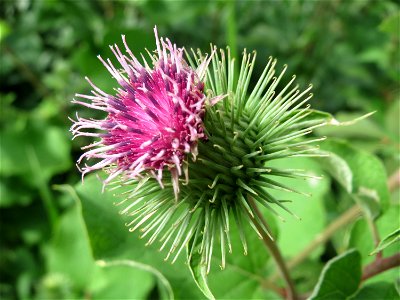 Große Klette (Arctium lappa) in Hockenheim