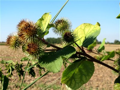 Große Klette (Arctium lappa') bei Reilingen photo