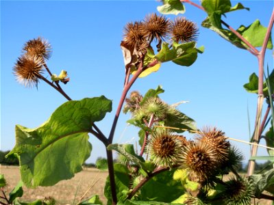 Große Klette (Arctium lappa') bei Reilingen