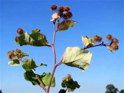 Große Klette (Arctium lappa') bei Reilingen photo