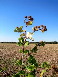 Große Klette (Arctium lappa') bei Reilingen