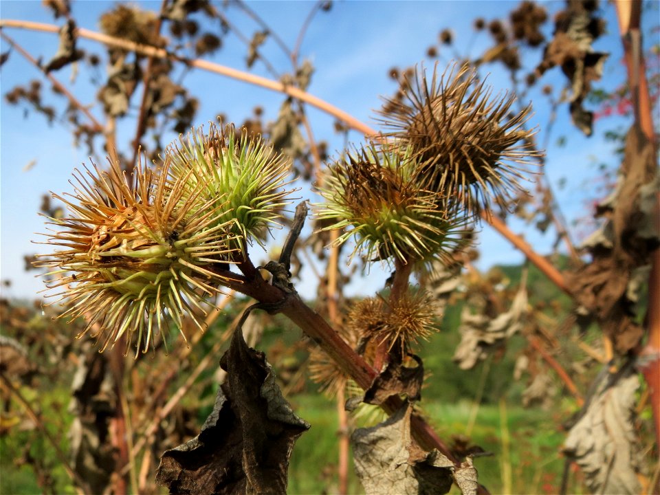 Große Klette (Arctium lappa) im Landschaftsschutzgebiet „Tabakmühlental - Oberster Weiher“ in Sankt Arnual