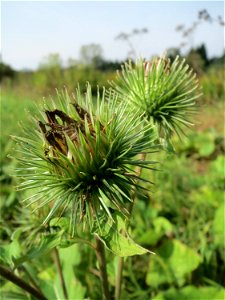 Große Klette (Arctium lappa) im Landschaftsschutzgebiet „Tabakmühlental - Oberster Weiher“ in Sankt Arnual