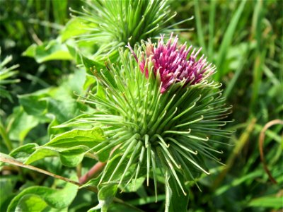 Große Klette (Arctium lappa) im Landschaftsschutzgebiet „Tabakmühlental - Oberster Weiher“ in Sankt Arnual