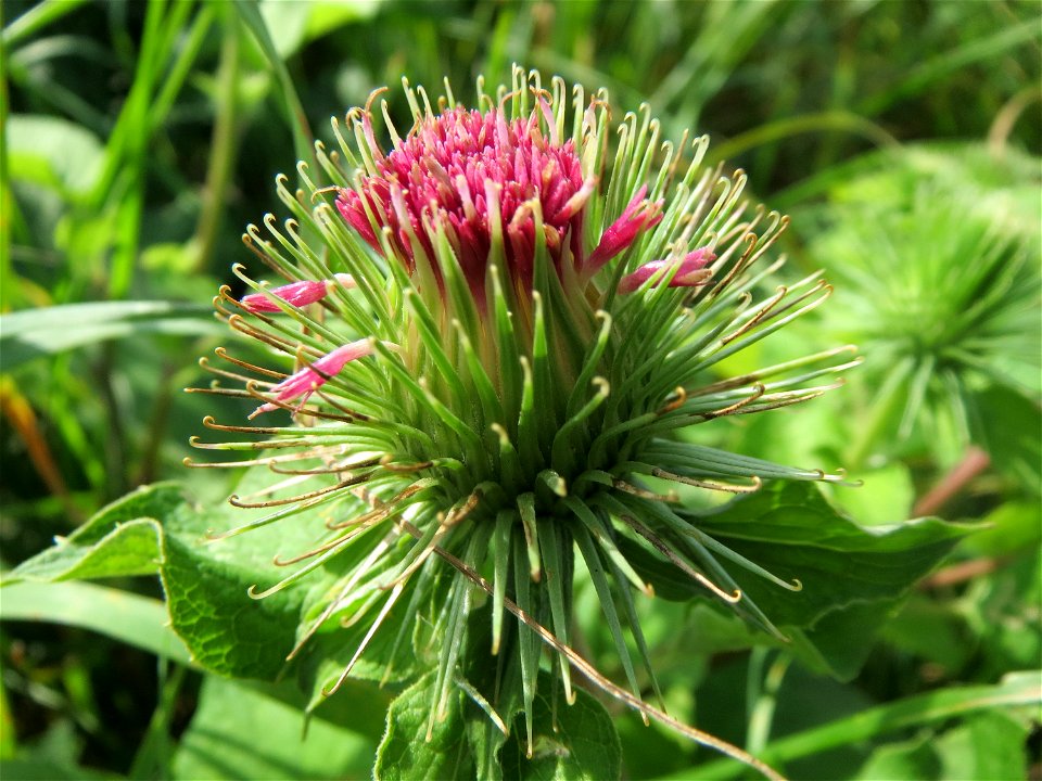 Große Klette (Arctium lappa) im Landschaftsschutzgebiet „Tabakmühlental - Oberster Weiher“ in Sankt Arnual