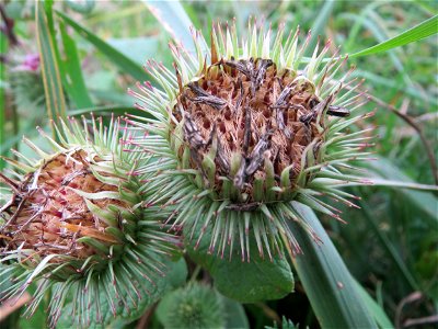 Große Klette (Arctium lappa) im Hockenheimer Rheinbogen