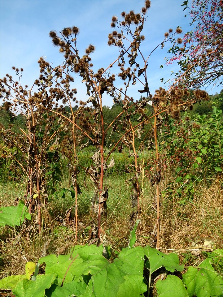 Große Klette (Arctium lappa) im Landschaftsschutzgebiet „Tabakmühlental - Oberster Weiher“ in Sankt Arnual