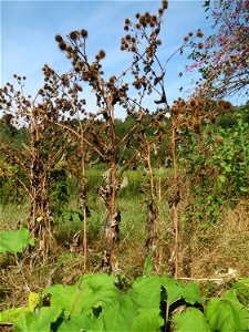 Große Klette (Arctium lappa) im Landschaftsschutzgebiet „Tabakmühlental - Oberster Weiher“ in Sankt Arnual