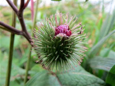 Große Klette (Arctium lappa) im Hockenheimer Rheinbogen