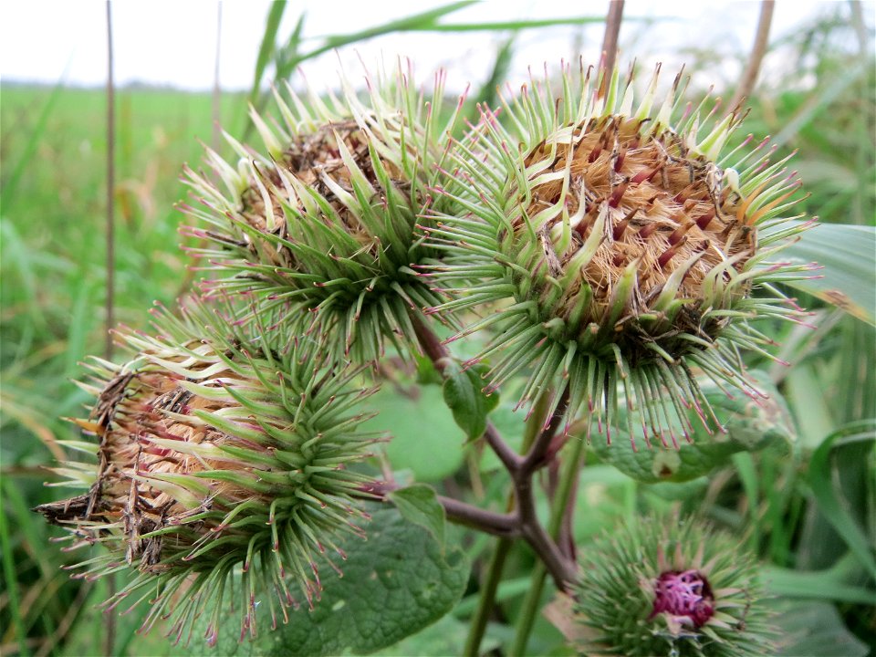 Große Klette (Arctium lappa) im Hockenheimer Rheinbogen