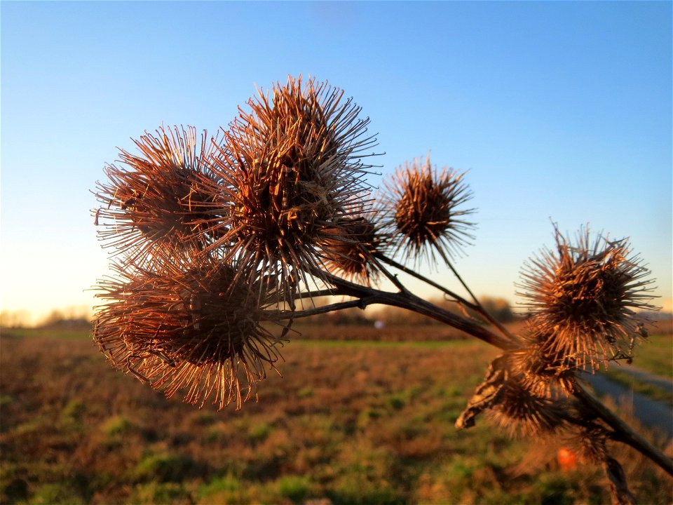 Große Klette (Arctium lappa) in Hockenheim-Talhaus