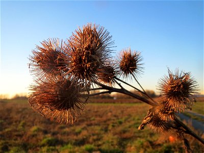 Große Klette (Arctium lappa) in Hockenheim-Talhaus