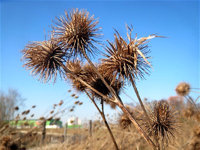 Mumienbotanik: Große Klette (Arctium lappa) am Rand vom Naturschutzgebiet "St. Arnualer Wiesen"