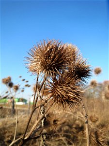 Mumienbotanik: Große Klette (Arctium lappa) am Rand vom Naturschutzgebiet "St. Arnualer Wiesen"