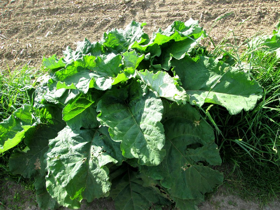 Grundblätter der Großen Klette (Arctium lappa) im Naturschutzgebiet „Bachwiesen/Leopoldswiesen“ im Hockenheimer Rheinbogen