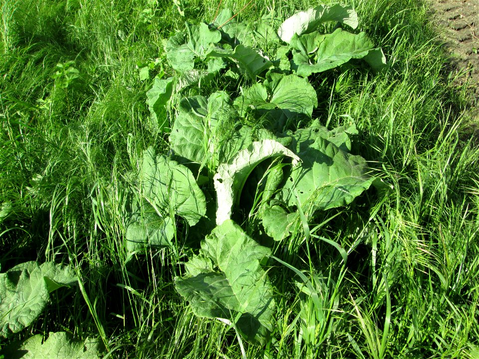 Grundblätter der Großen Klette (Arctium lappa) im Naturschutzgebiet „Bachwiesen/Leopoldswiesen“ im Hockenheimer Rheinbogen