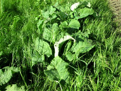 Grundblätter der Großen Klette (Arctium lappa) im Naturschutzgebiet „Bachwiesen/Leopoldswiesen“ im Hockenheimer Rheinbogen