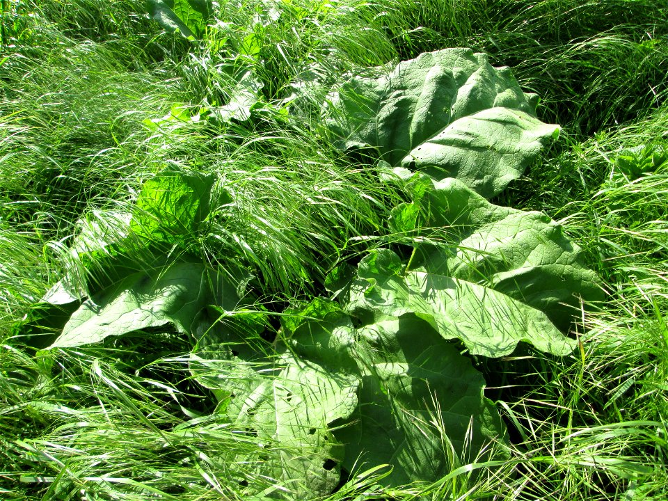 Grundblätter der Großen Klette (Arctium lappa) im Naturschutzgebiet „Bachwiesen/Leopoldswiesen“ im Hockenheimer Rheinbogen