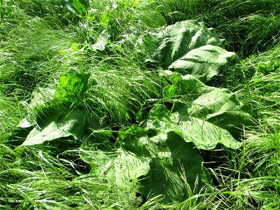 Grundblätter der Großen Klette (Arctium lappa) im Naturschutzgebiet „Bachwiesen/Leopoldswiesen“ im Hockenheimer Rheinbogen
