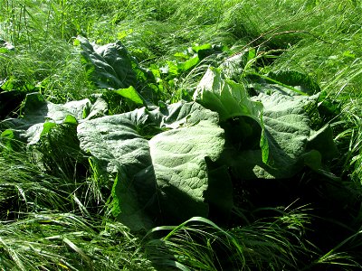 Grundblätter der Großen Klette (Arctium lappa) im Naturschutzgebiet „Bachwiesen/Leopoldswiesen“ im Hockenheimer Rheinbogen