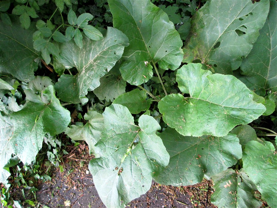 Grundblätter der Großen Klette (Arctium lappa) in Saarbrücken