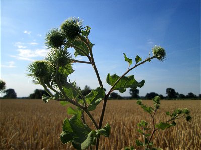 Große Klette (Arctium lappa) im Landschaftsschutzgebiet „Hockenheimer Rheinbogen“